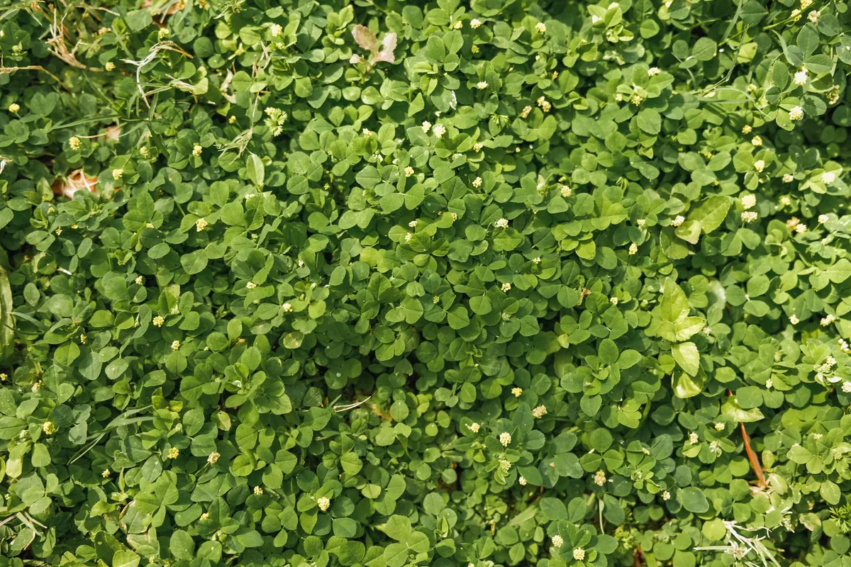 Clover, Chamomile or Wildflower Turf? Choosing a Low-Mow Lawn