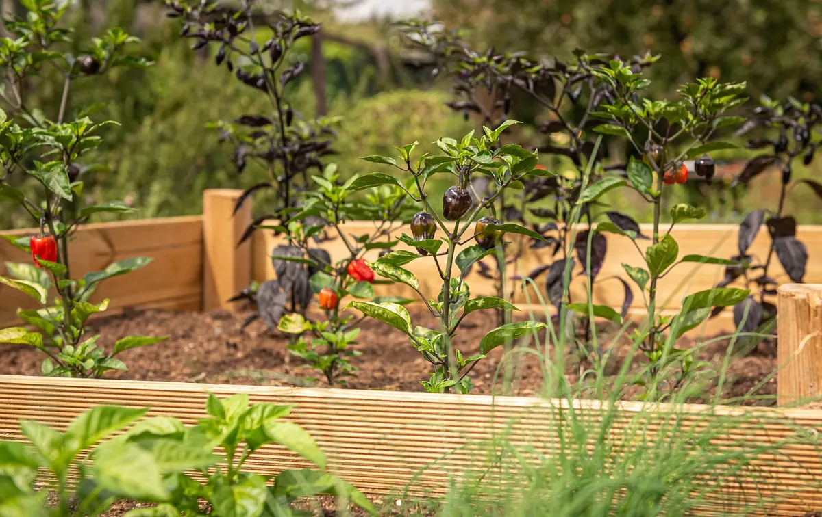 How to Build a No-Dig Raised Bed in a Small Garden
