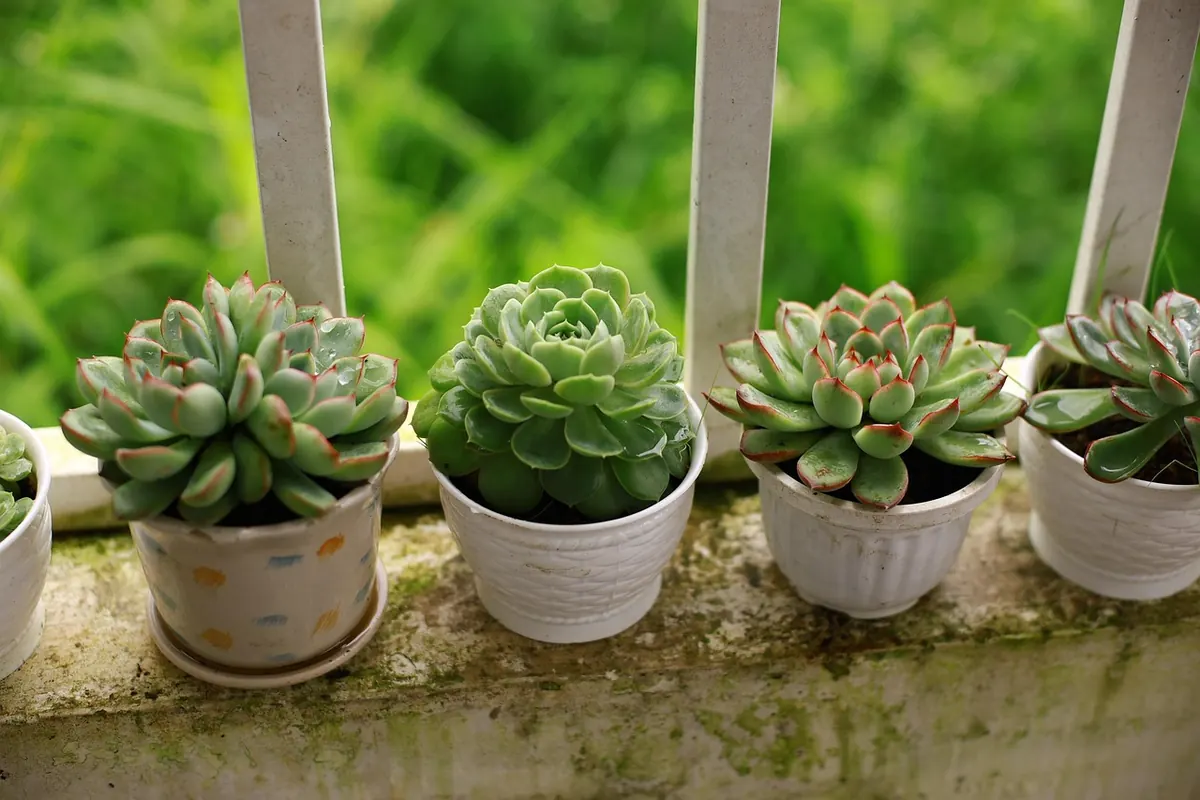 Renting with a Shady Balcony: Containers That Actually Thrive