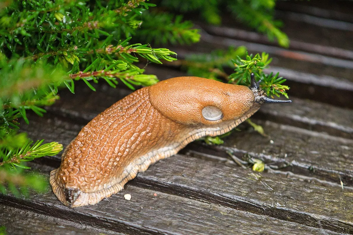 Slug Control Compared: Nematodes, Barriers and Beer Traps