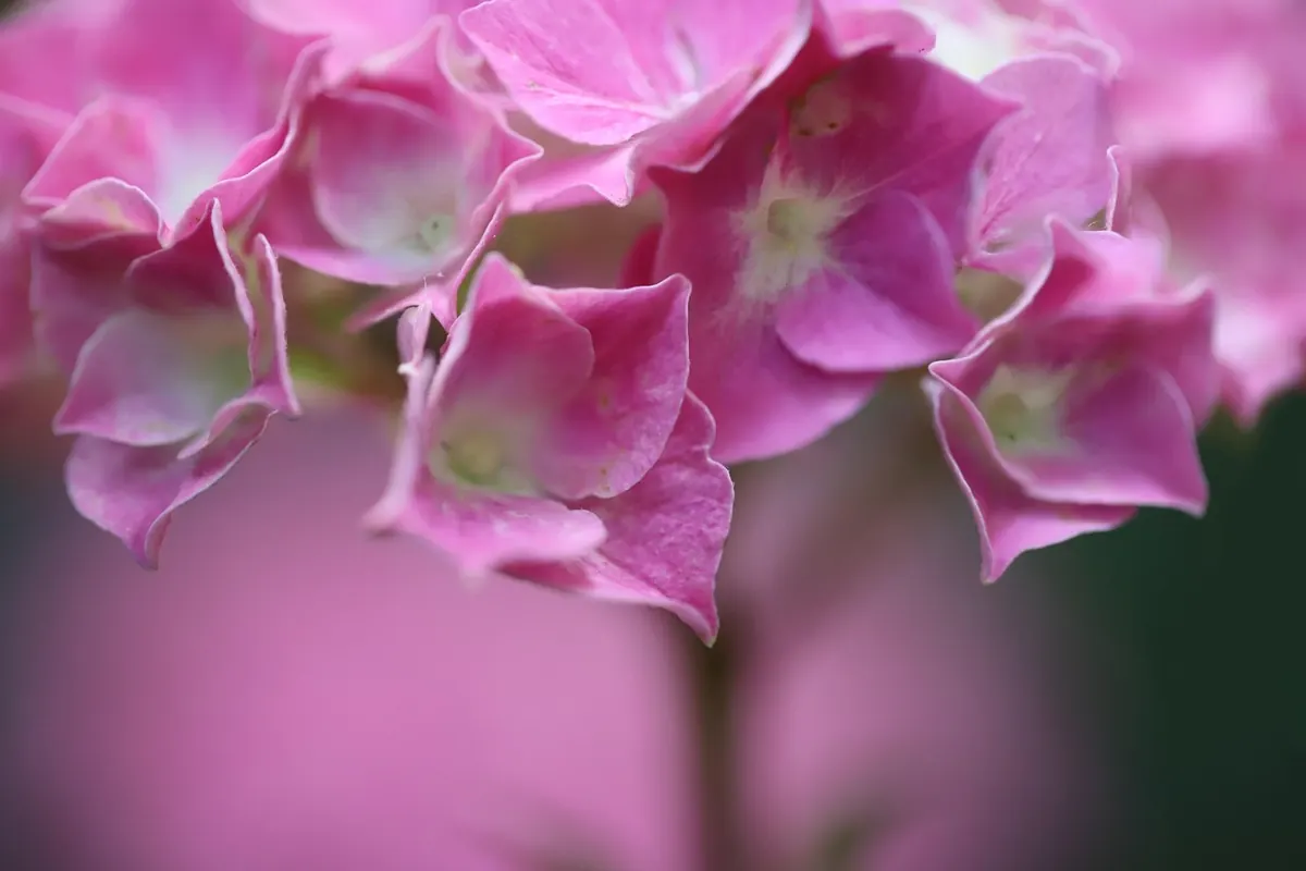 Which Hydrangea Have You Got? A Pruning Guide by Type